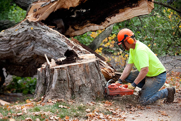 Best Tree Removal Near Me  in North Star, DE